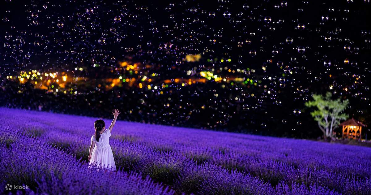 Tomita Farm & Hinode Park Full-Day Lavender & Night Illumination